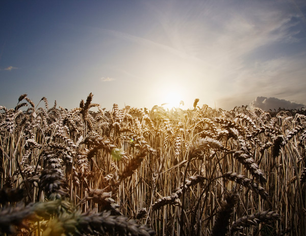 A person playing the piano 5. A wheat field at sunset