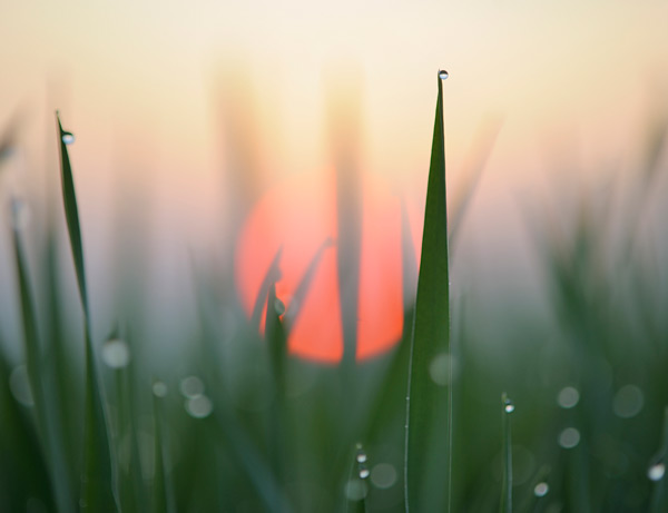 View of sunset through grass