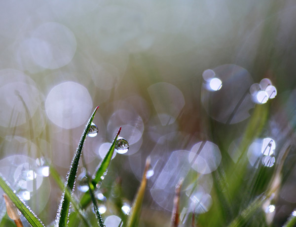 Water droplets on glass blades